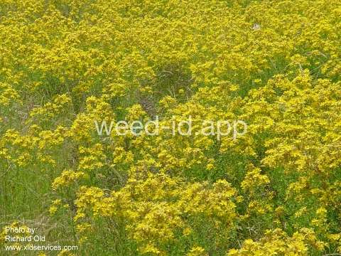 St. Johnswort, common